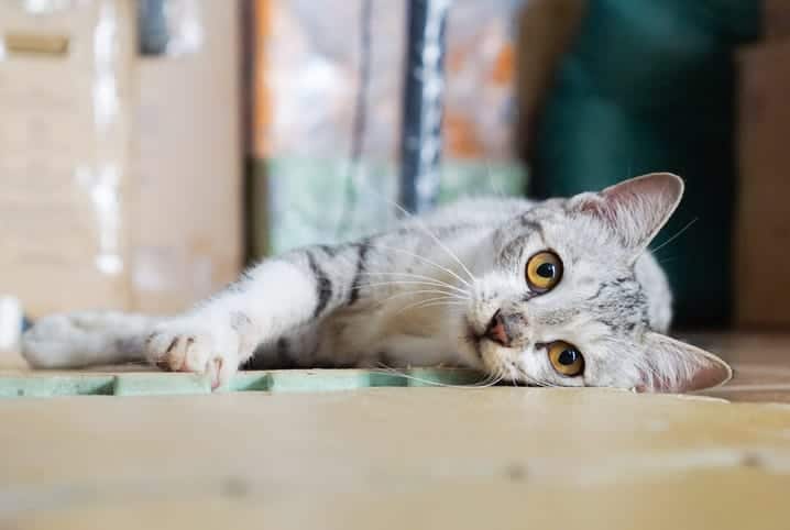 Gato vomitando: cuidados para o seu pet que está passando mal