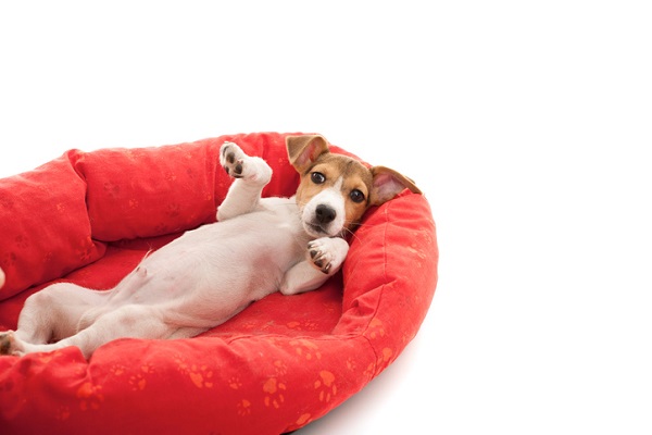 Outono: você já comprou a cama do seu cachorro?
