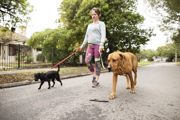 Dog walker: o que é e como escolher um bom passeador?
