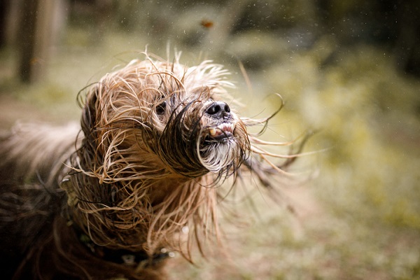 Pode deixar um cachorro na chuva?