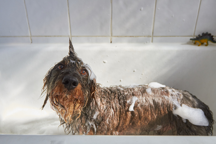 Pode usar shampoo de humanos em cachorro?