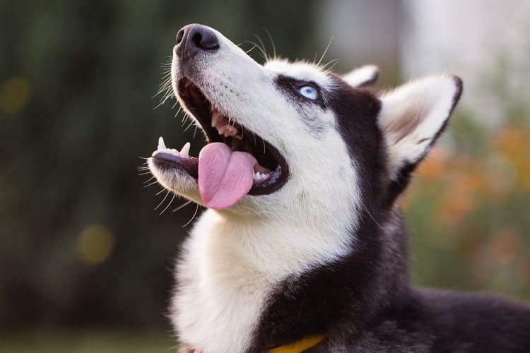 Por que Husky grita? Entenda mais do comportamento dessa raça de cães!