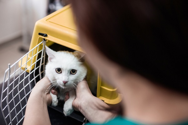 Seu gato tem medo de ir ao médico-veterinário?