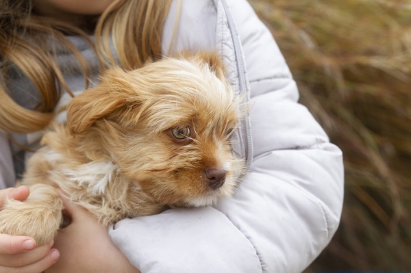 5 mitos sobre adoção de cães