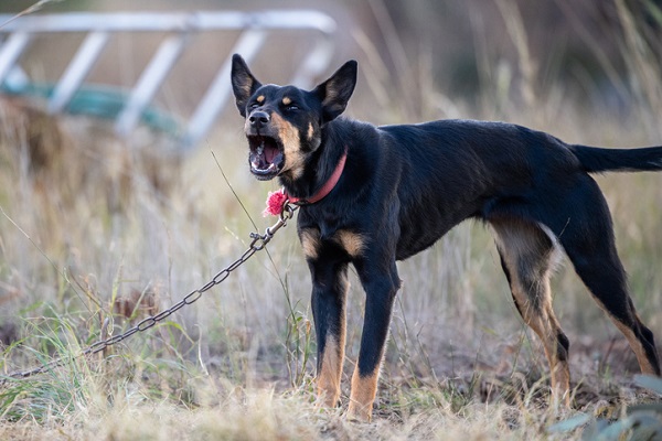 Abril Laranja: 3 ações consideradas maus-tratos aos animais que você não conhecia