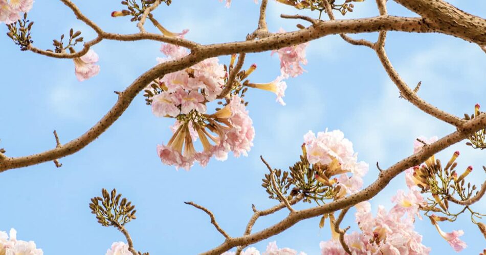 Aprenda como plantar ipê e decore a casa com lindas flores