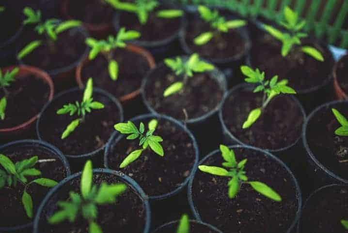 Aprenda como plantar louro e aproveite o tempero fresco em casa