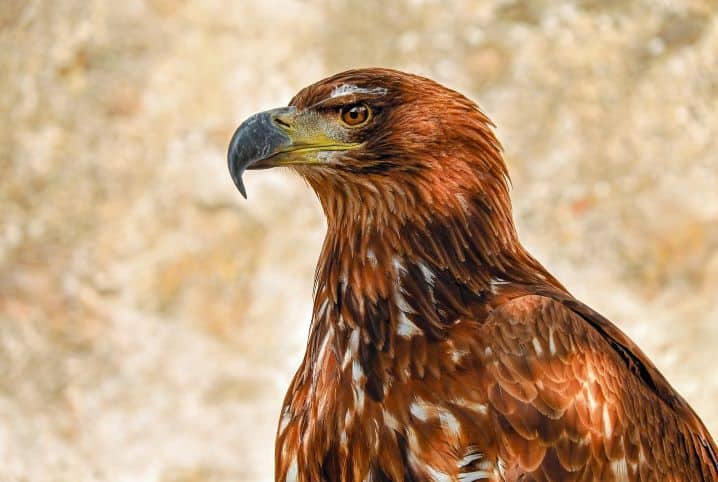 Aves de rapina: veja quais são elas e suas principais características