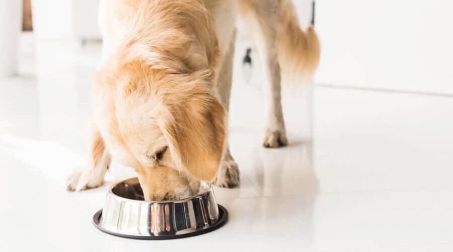 Saiba quantos gramas de ração um cachorro deve comer por dia