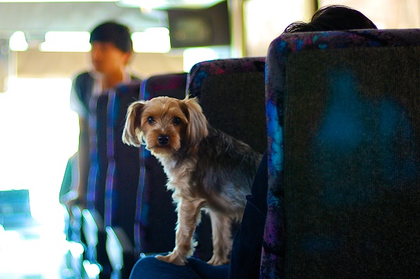 Cachorro pode ser transportado em ônibus?