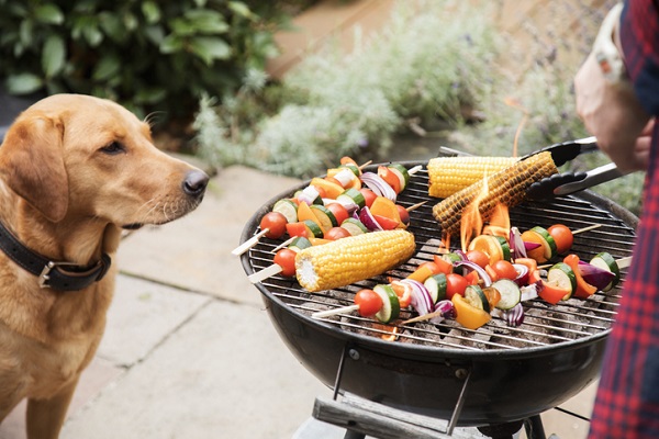 Cachorro pode ser vegano?