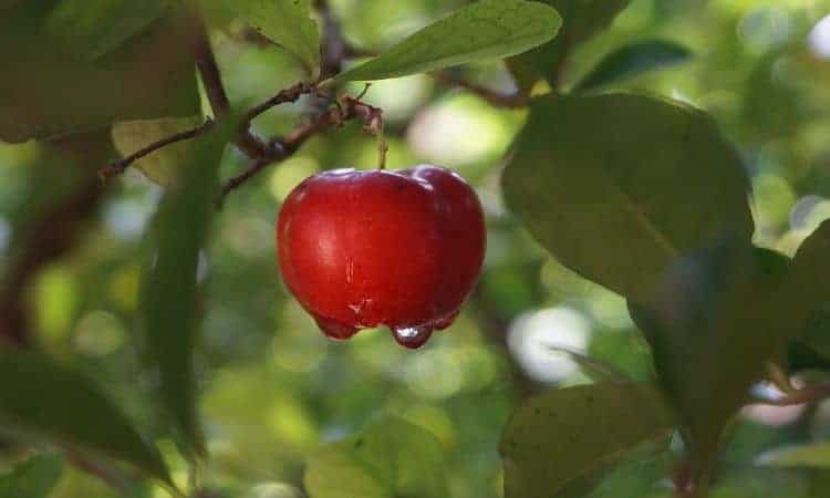 Descubra se coelho pode comer acerola