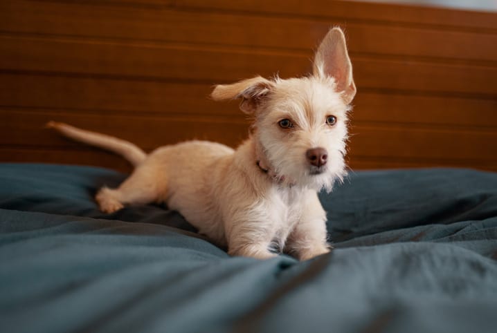 Cachorro pode tomar suco de uva? Cuidado com bebidas!