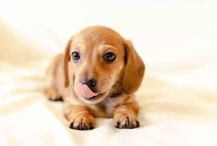 Comida caseira para cachorro: pode ou não pode?
