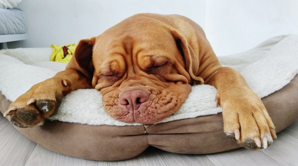 Como escolher a melhor cama para seu cachorro?