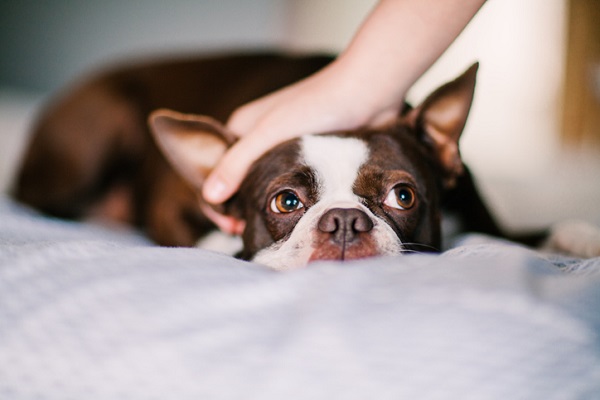 Como interagir com cachorro desconhecido