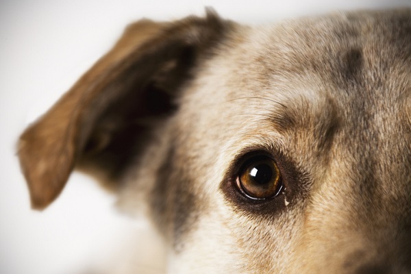 Conheça as doenças oculares mais comuns em cães e gatos