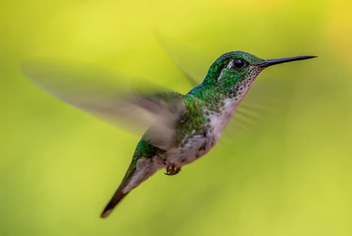 Conheça as espécies mais famosas de pássaros brasileiros