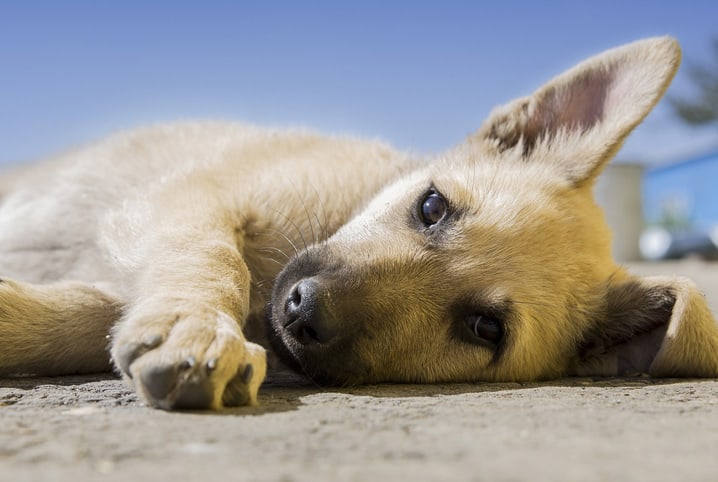 Espondilose em cães: causas e tratamentos