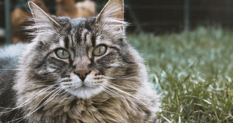 Gato hipoalergênico: raças indicadas para tutor alérgico