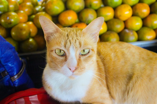 Gato pode comer laranja? Descubra aqui!