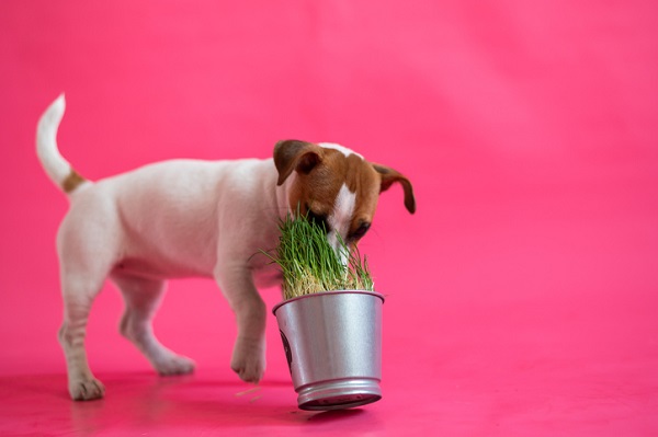 Quais temperos os cães podem comer?