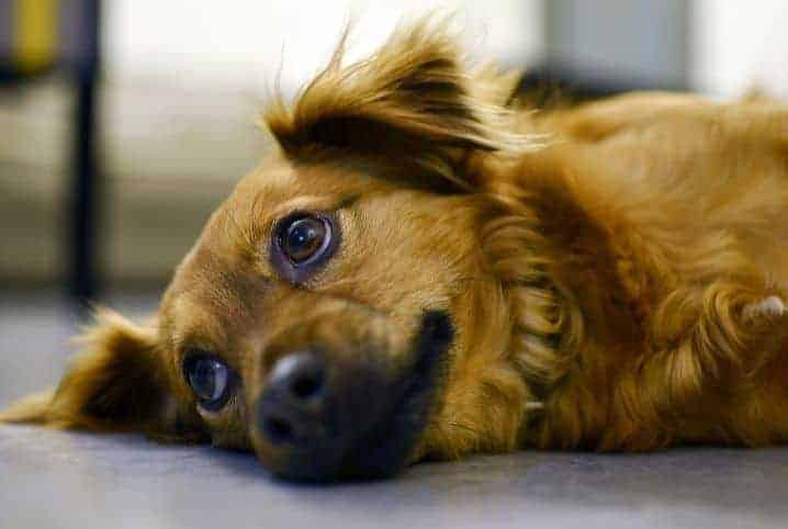 Acupuntura em cachorros: porque e quando fazer