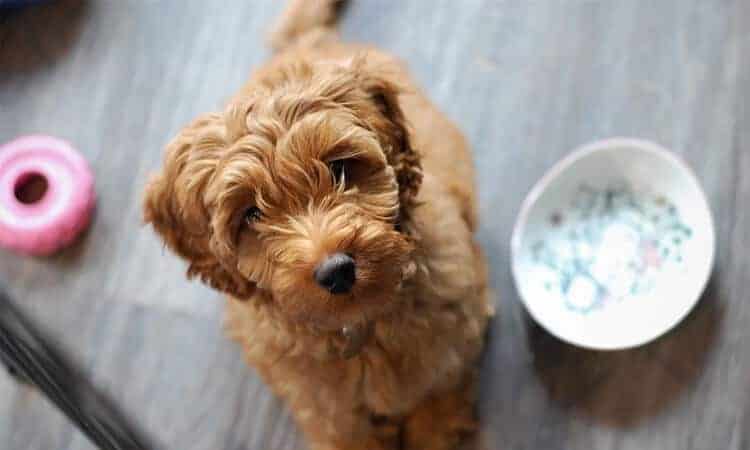 Cachorro pode comer mingau de fubá? Aprenda como alimentar seu pet