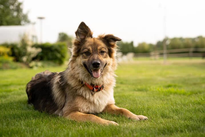 Cachorro tem sentimento? Veja o que a ciência diz sobre o assunto