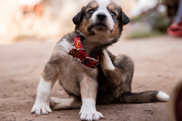 Como tirar pulga de cachorro