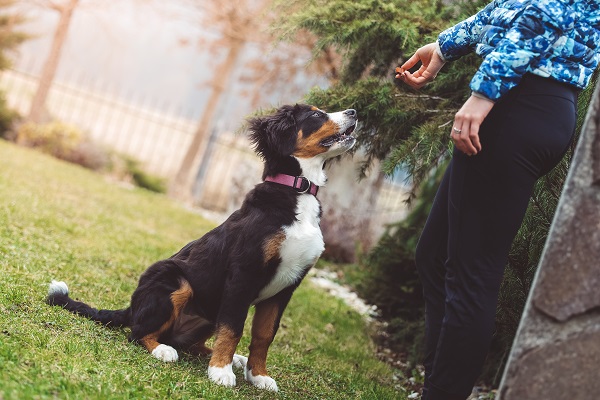 Como educar seu cachorro com reforço positivo