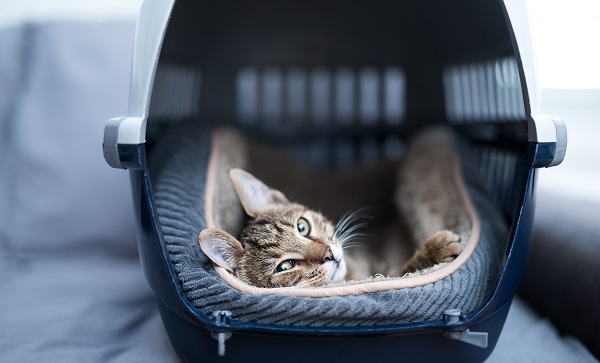 Gato pode andar de ônibus