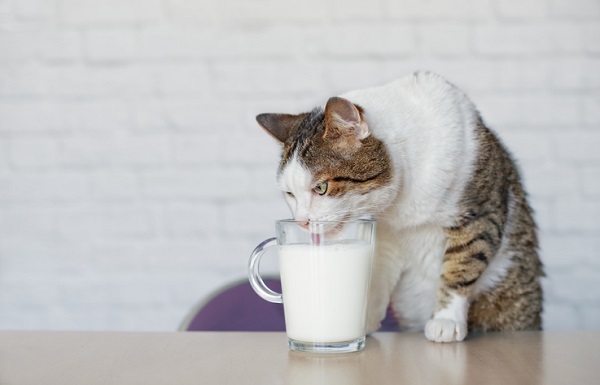 Gato pode beber leite zero lactose?