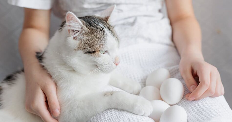 Gato pode comer ovo cru? Entenda se esse alimento pode ou não entrar na dieta felina