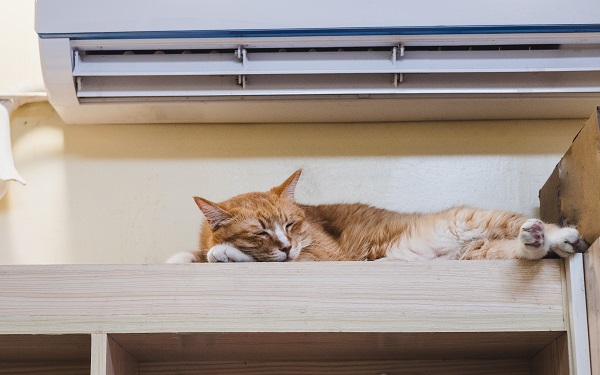 Gato pode dormir no ar-condicionado?