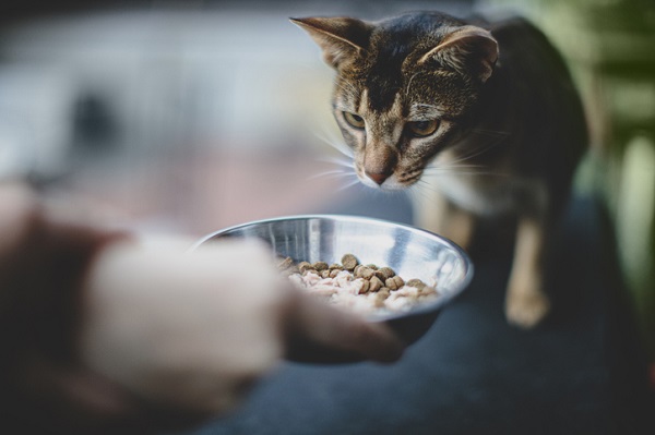 Gato pode enjoar da ração?