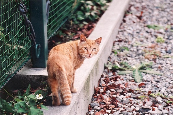 Gato pode se perder?