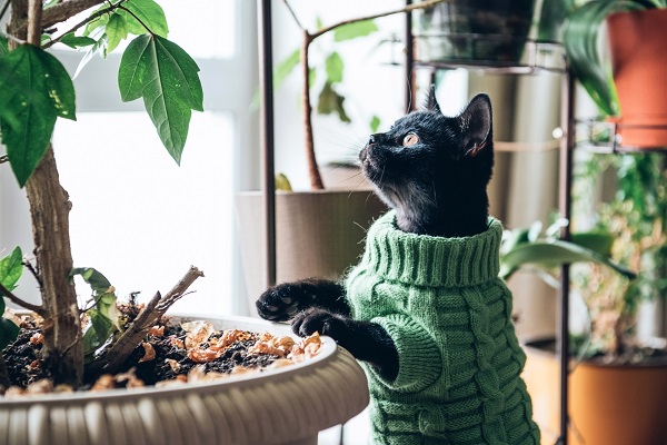 Gato pode usar roupa? Descubra nessa matéria