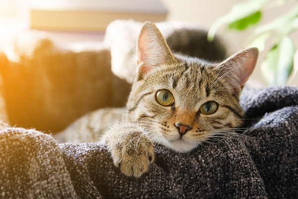 O que o gato pode tomar para dor?