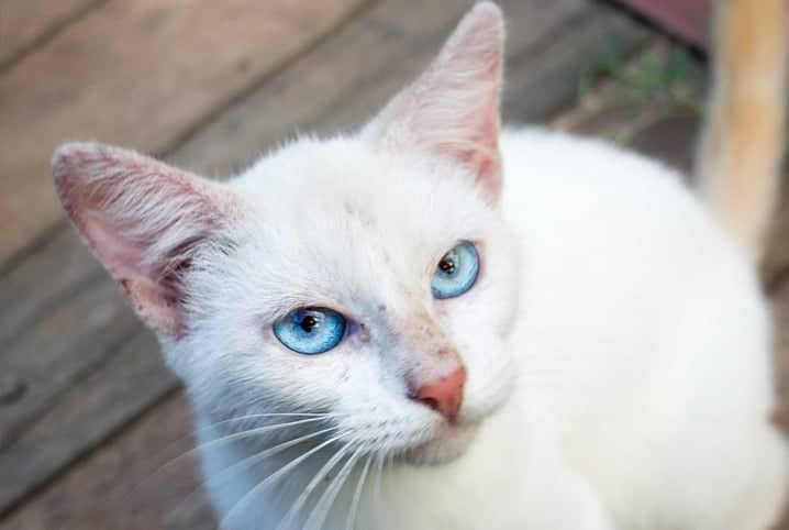 Perfume para gatos: entenda se faz bem ou mal para o bichano