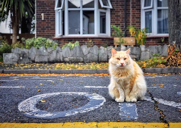 Pesquisa revela que gatos que vivem soltos raramente vão para longe de casa