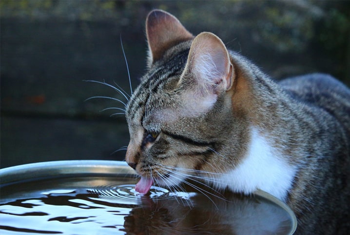 Por que os gatos viram o pote de água? Entenda o comportamento dos bichanos