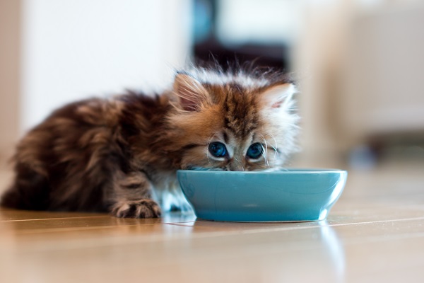 Que comida o gato filhote pode comer?