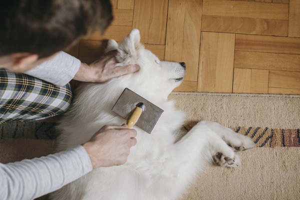 Queda de pelo em cachorro? Pode ser por estresse!