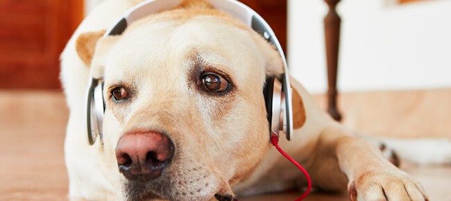 Quiz – Escolha uma playlist e te diremos qual é o pet ideal para você