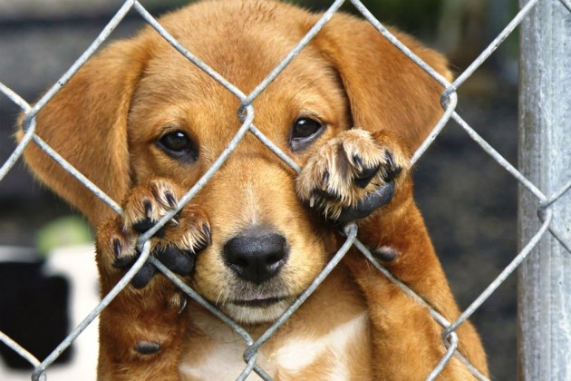 Adoção de cachorro, tudo que você precisa saber