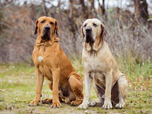 Cachorro mais bravo do Mundo: conheça 5 raças