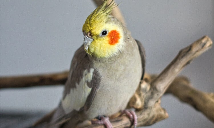 Calopsita pode comer laranja? Descubra