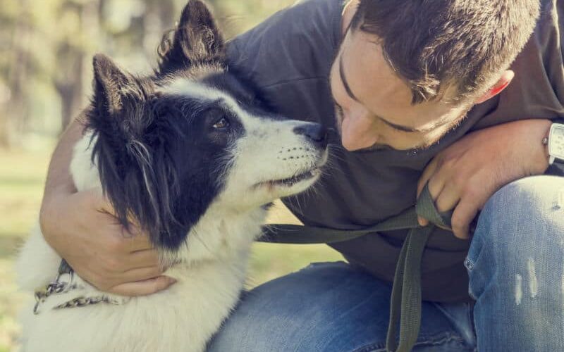 Cão Cidadão: conheça a franquia de adestramento em domicílio