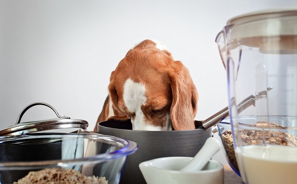 Como fazer mingau para cachorro?